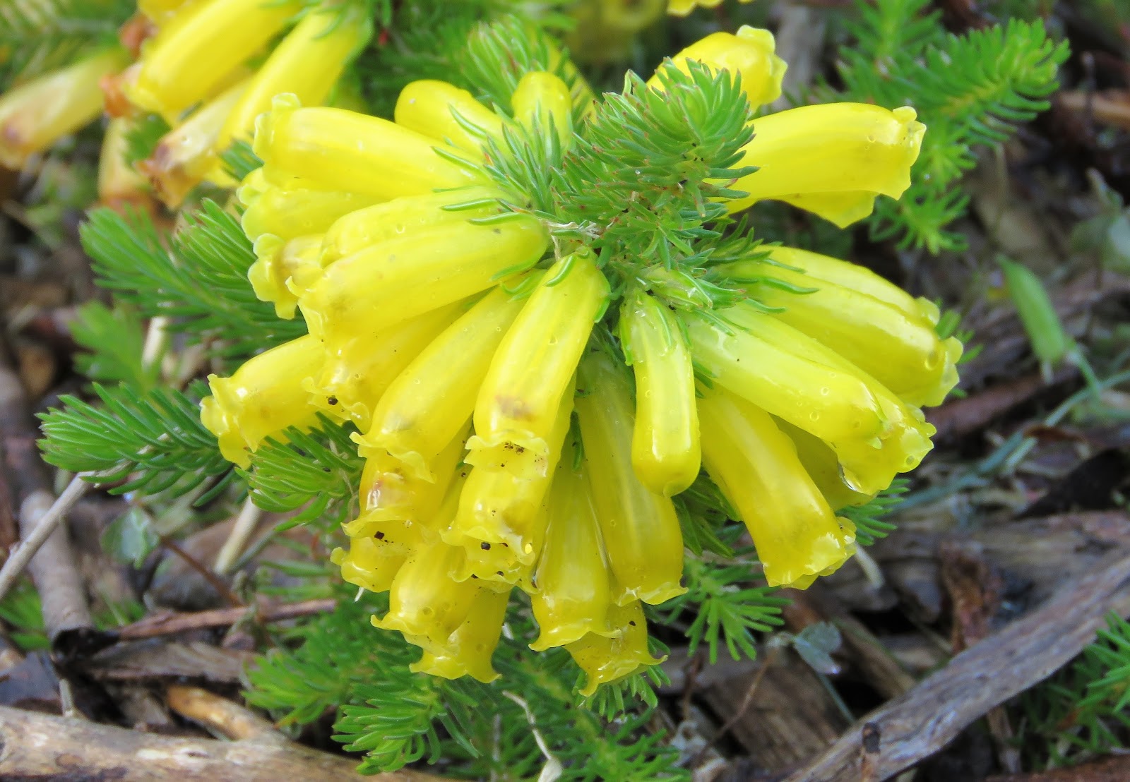 Bloomingwriter Gardening In Nova Scotia Heath Or Heather Do You