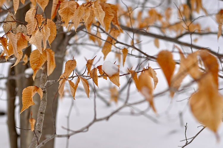 Winter Leaves | My Darling Days Winter Leave | My Darling Days
