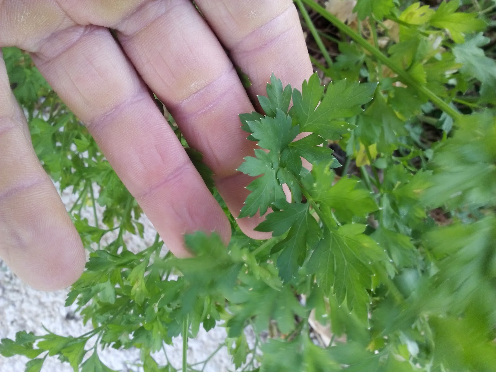 Cultivar el Huerto Casero.: El Perejil en el Huerto. Propiedades y ...