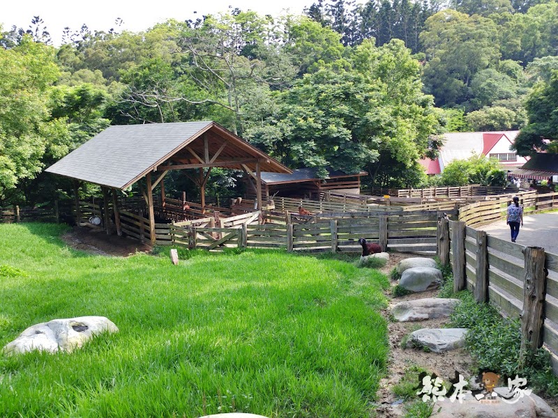 苗栗親子必訪|可愛鴨鴨大遊行、兔寶寶、黑山羊生態區~飛牛牧場有趣互動體驗