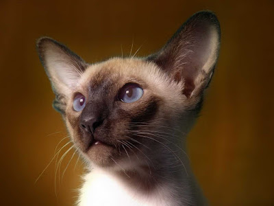 imagenes de un gato imagenes de un gato