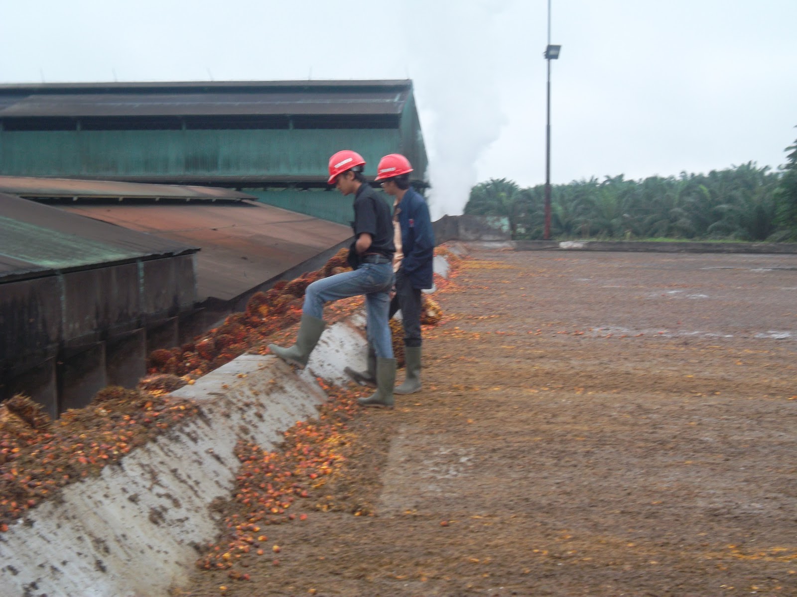 Grading dan Stasiun Loading Ramp.. | Unggahan gue (rochimi)