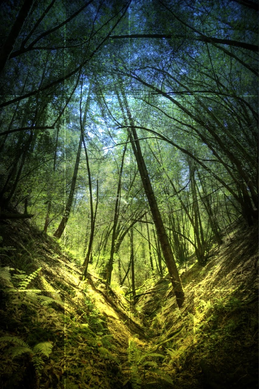 Fifty Grand Two Types of Jungles...