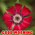 GOOD MORNING IMAGES WITH FLOWERS