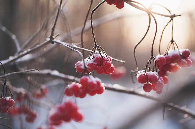 Features of winter nutrition Features of winter nutrition