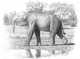 proboscidea prehistorica Chilgatherium