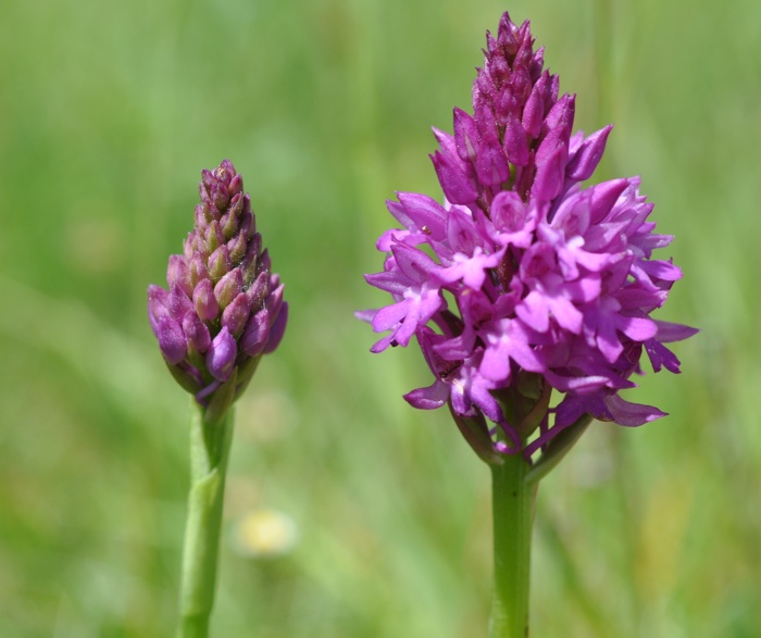 Orchis pyramidal