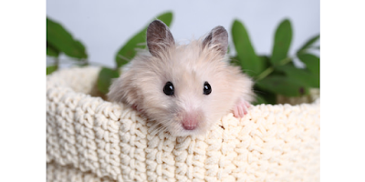 Hamster Care Tips