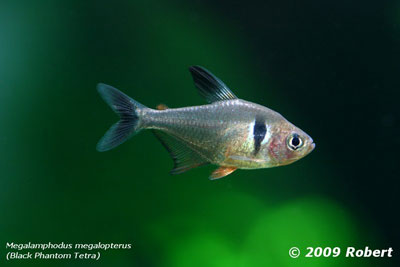 Kelompok ikan Tetra merupakan ikan dari famili Characidae Jenis Ikan Tetra ( Neon Tetra-Cardinal Tetra ) 