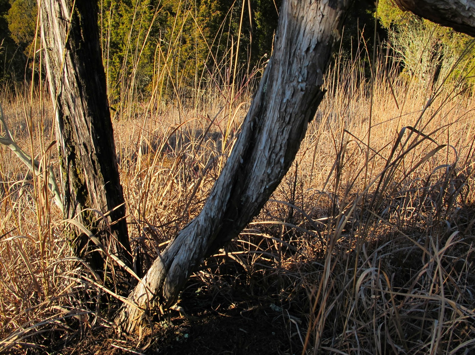 Blue Jay Barrens Twisted Cedar