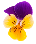 Flower_15.png