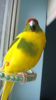 Budgie Mango at the window