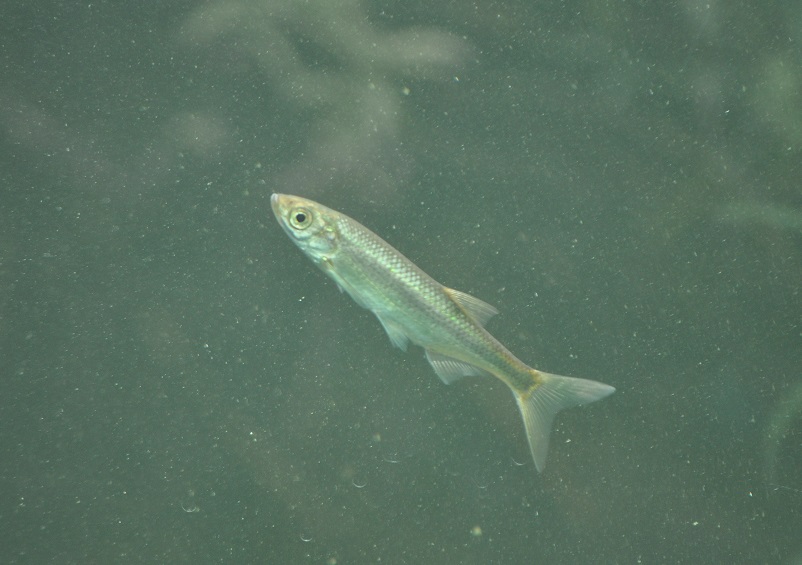 ZOOTOGRAFIANDO (MI COLECCIÓN DE FOTOS DE ANIMALES) ALBORELLA
