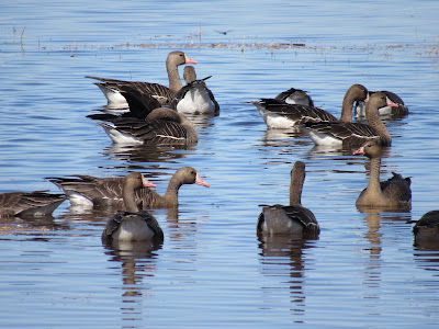 Colusa National Wildlife Refuge