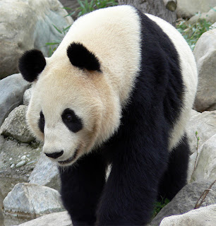 panda-creative-commons