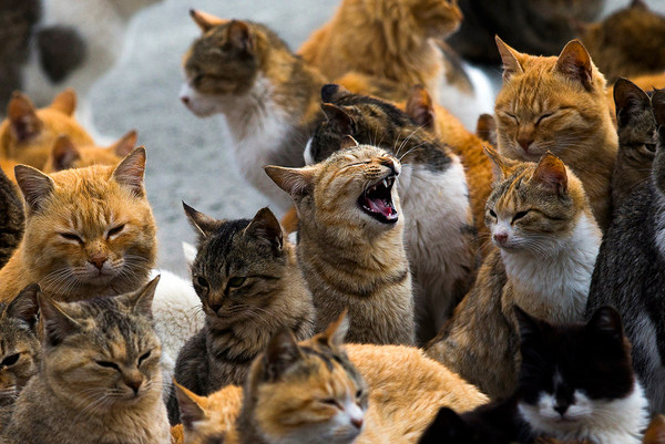 singing cats