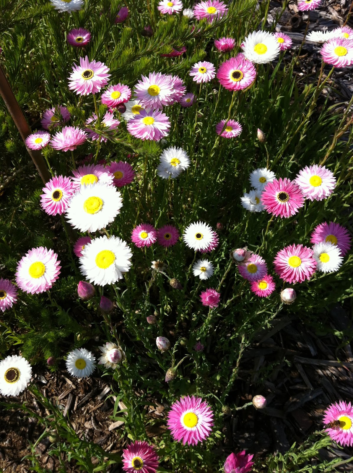AUSTRALIAN FAMILY HENDRICKS: Another Walk and Everlasting Daisies