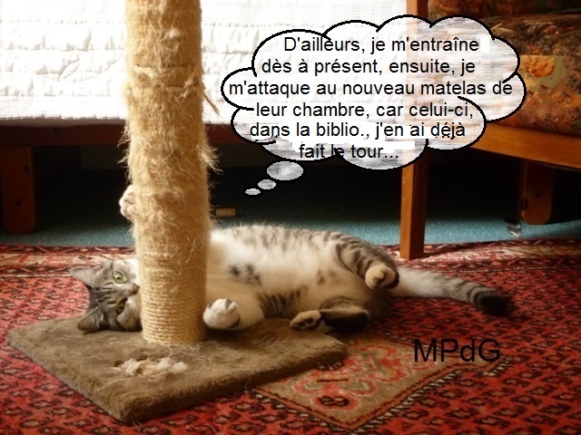 Mon Chat M'attaque Mais Pas Mon Copain lettre de Zébulon le chat à Bruno M.: en attendant Elliot, ou la