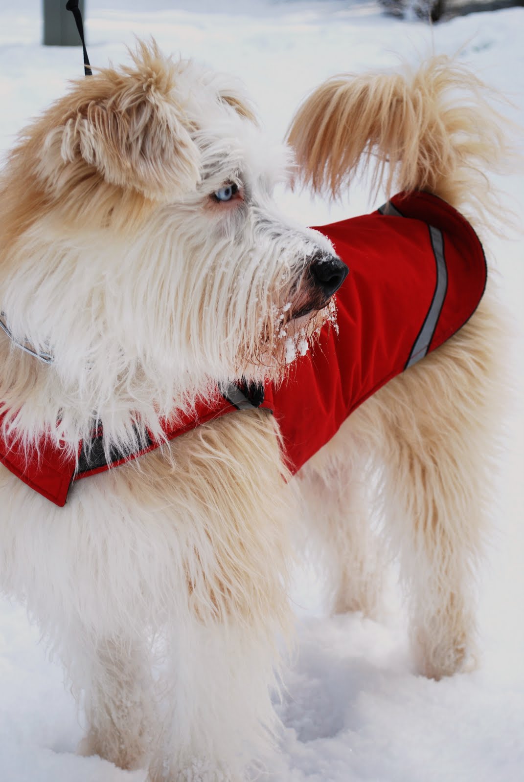 Make It... a Wonderful Life Snow Dog