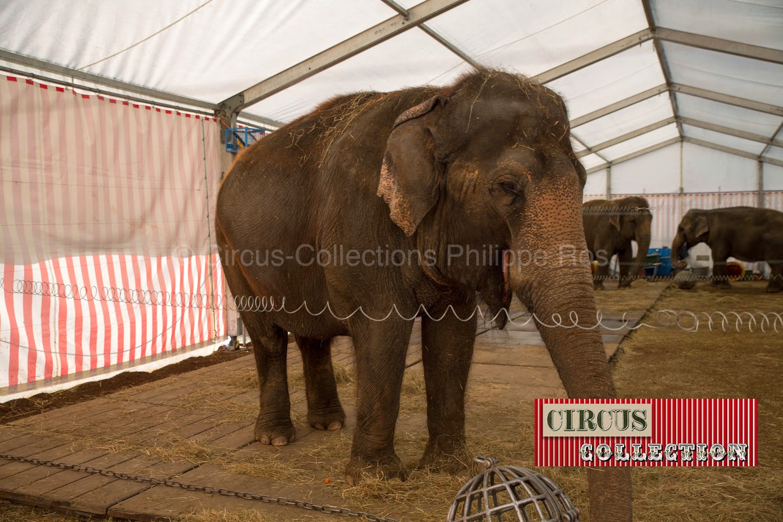 les pachydermes asiatique du Cirque Knie  au chaud dans la tente écurie 