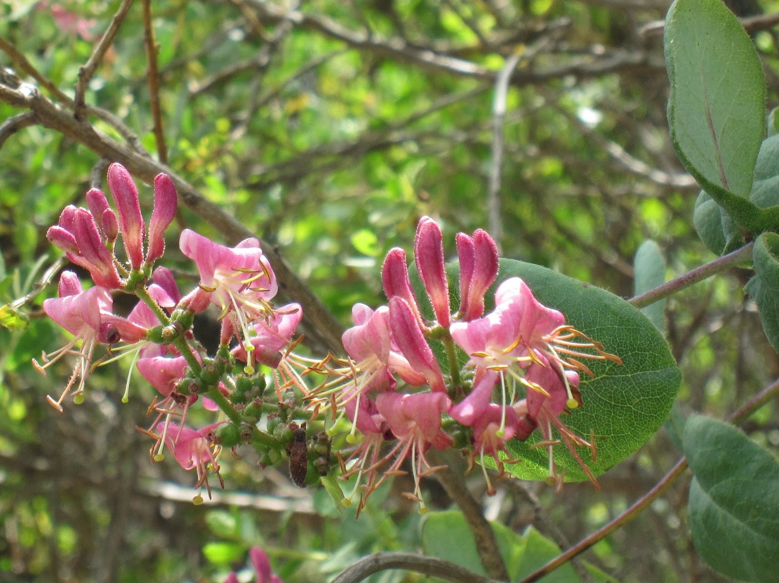 жимолость каприфоль вечнозеленая. жимолость henryi. жимолость каприфоль вечнозеленая. жимолость японская ауреоретикулата. жимолость каприфоль вечнозеленая.