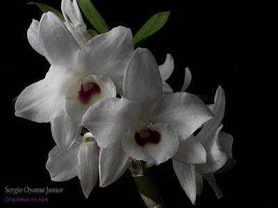 Orquídea Dendrobium híbrida