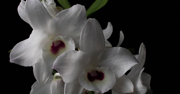 Orquídeas no Apê: Orquídea Olhos de Boneca