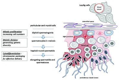 Proses Pembentukan Sperma (spermatogenesis), sel sertoli dan sel leydig