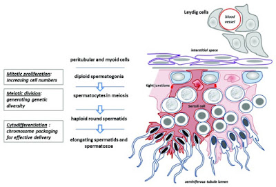 Proses Pembentukan Sperma (spermatogenesis) Proses Pembentukan Sperma (spermatogenesis), sel sertoli dan sel leydig