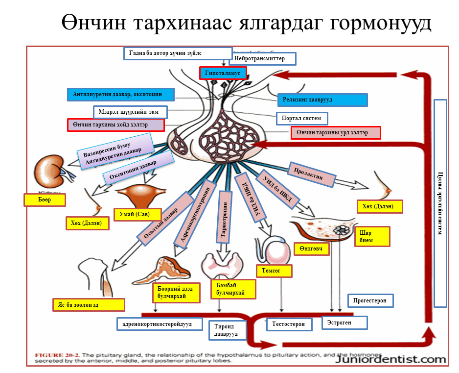 VETART: Өнчин тархинаас ялгардаг дааврууд