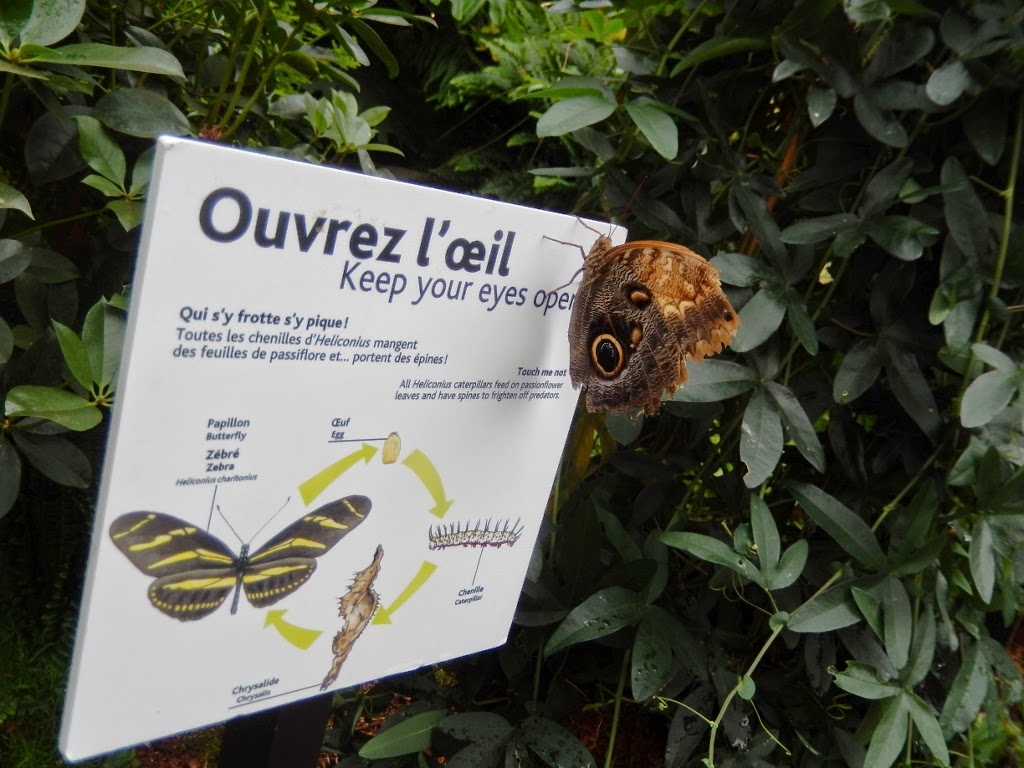 Papillons en liberté Jardin Botanique Montréal