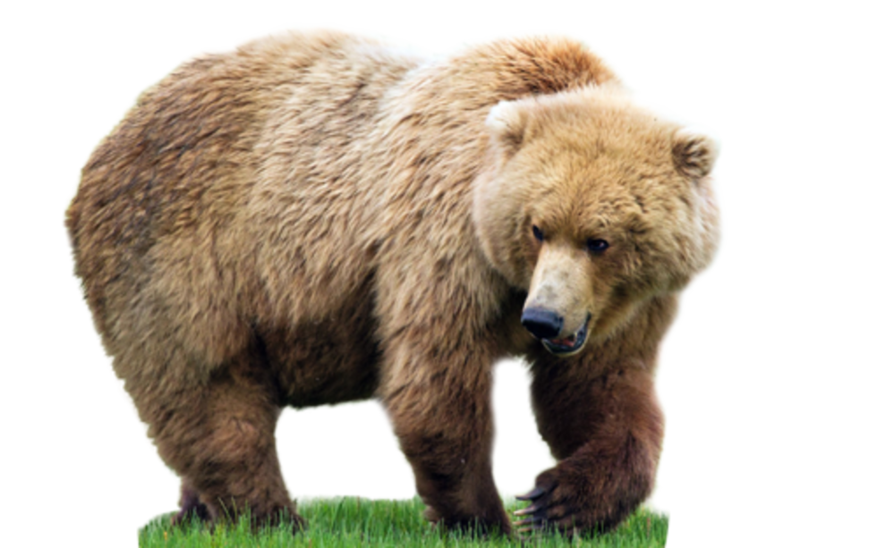 Beruang mempunyai kaki besar dan lebar untuk memudahkannya