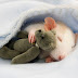 images of rats and mice which may make you feel wonderful