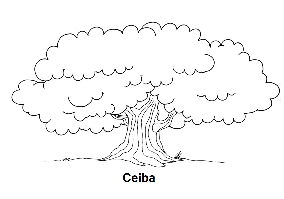 blog de geografia desenho de ceiba árvore para colorir