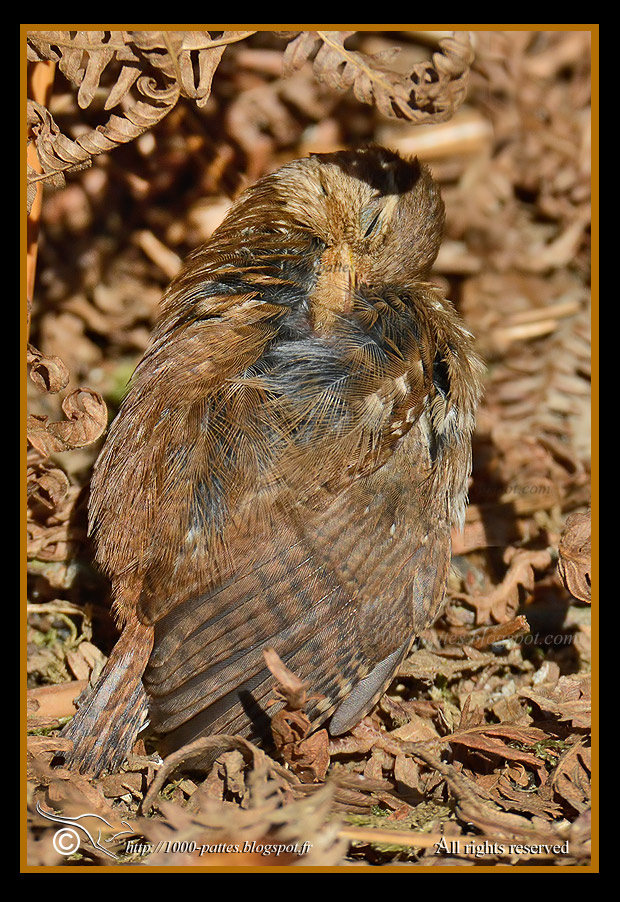 Troglodytes troglodytes - http://1000-pattes.blogspot.com/