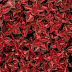 Growing Coleus