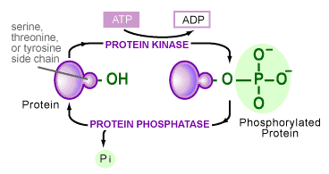 Protein phosphorylation process Protein phosphorylation process