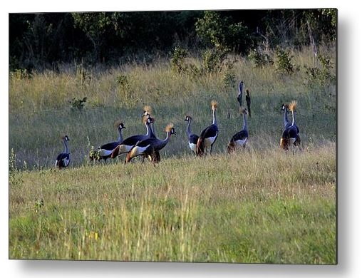 Grey Crowned Cranes Buy Metal Print of Grey Crowned Cranes