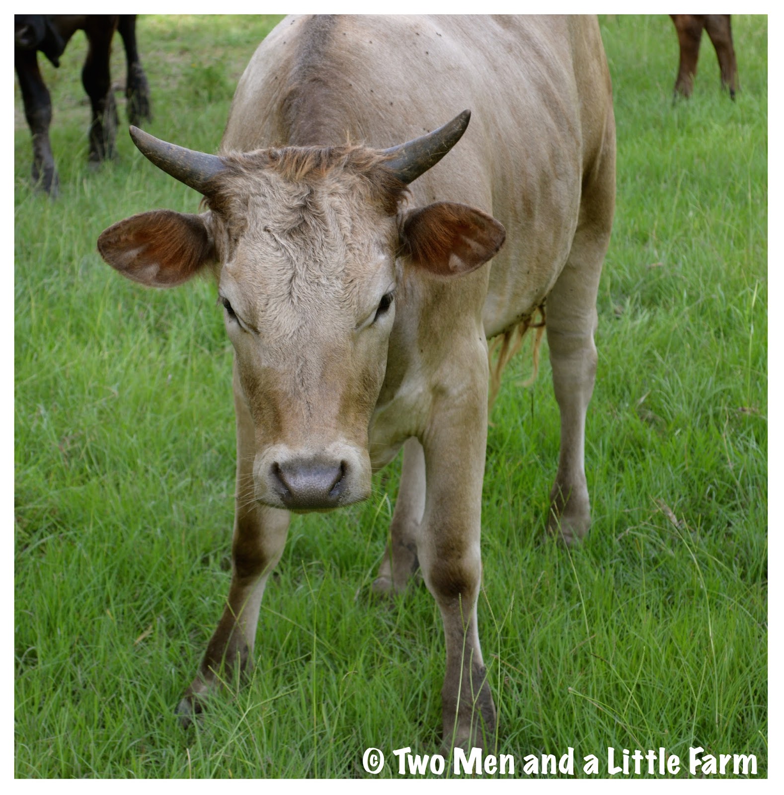 Two Men and a Little Farm MAD  COW  FRIDAY FUNNY