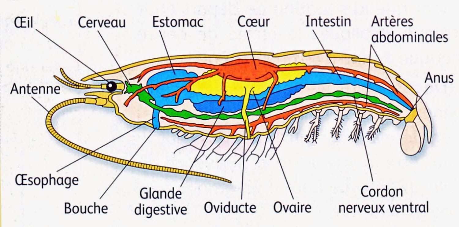 Crevettes d