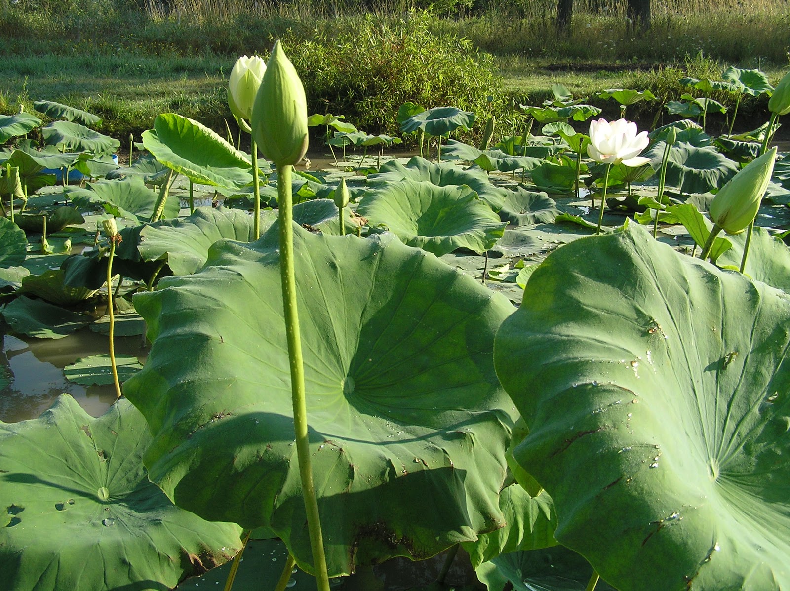 Rare Edible Root Crops: Pond with water lotus and water lily.
