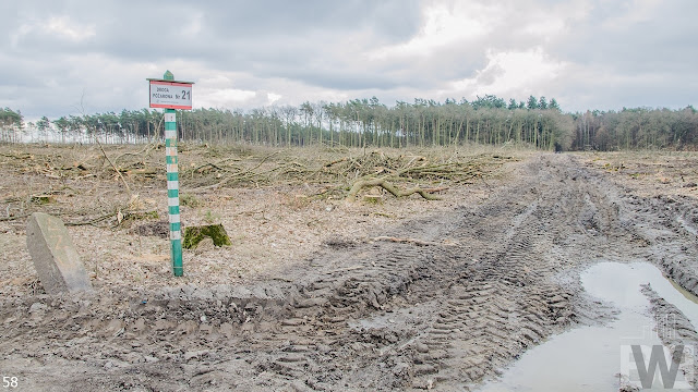 Wycinka drzew pomiędzy Pawłówkiem a Tryszczynem, obwodnica Bydgoszczy