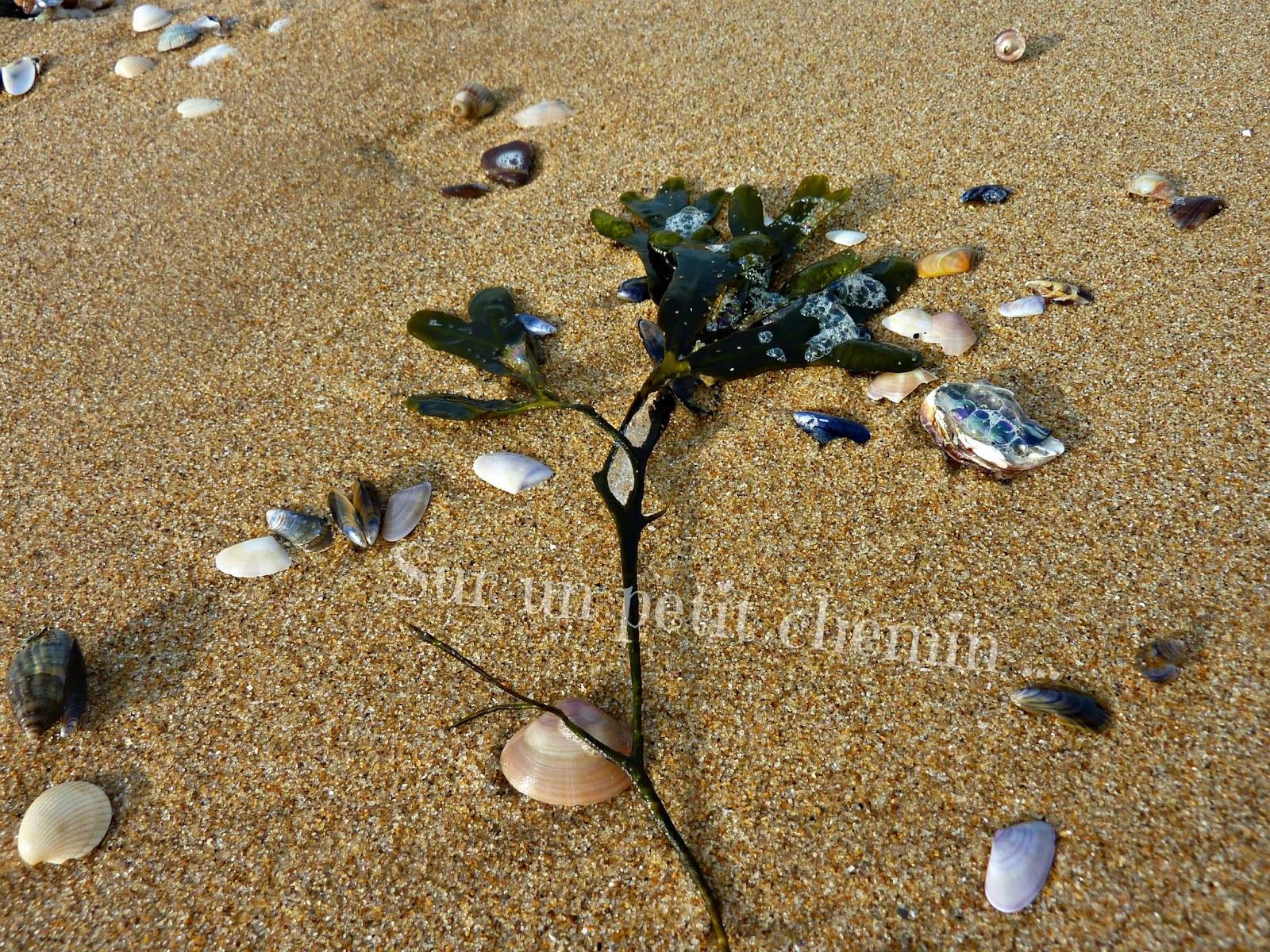 Algues et coquillages - Grande Plage de Saint Gilles Croix-de-Vie en Vendée Algues et coquillages - Grande Plage de Saint Gilles Croix-de-Vie en Vendée