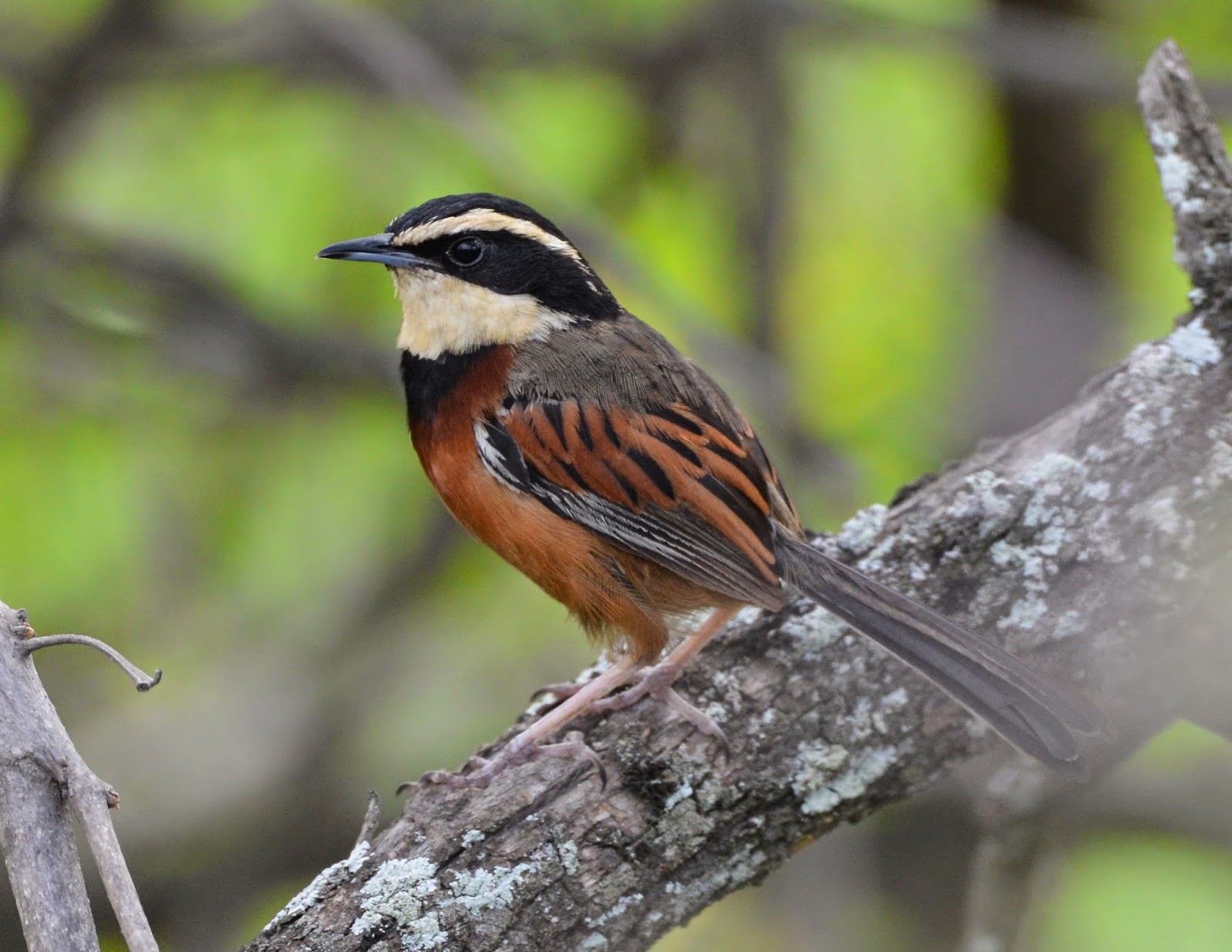Elegant Crescentchest, Melanopareia elegans