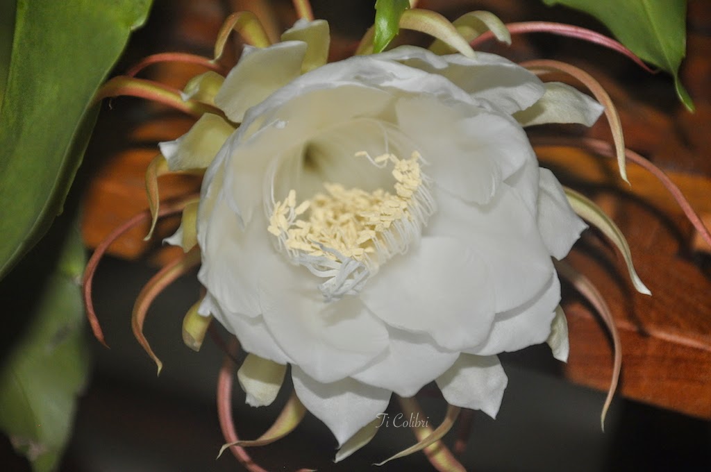 Ti Colibri Martinique Floraison de mon berceau de Moïse