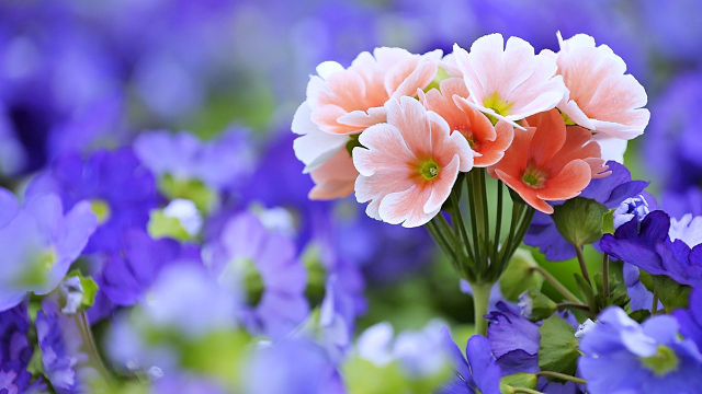 Beau Bouquet de Fleurs - Fond d'écran en Ultra HD 4K