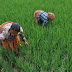 Rice production in Dakawa boosted