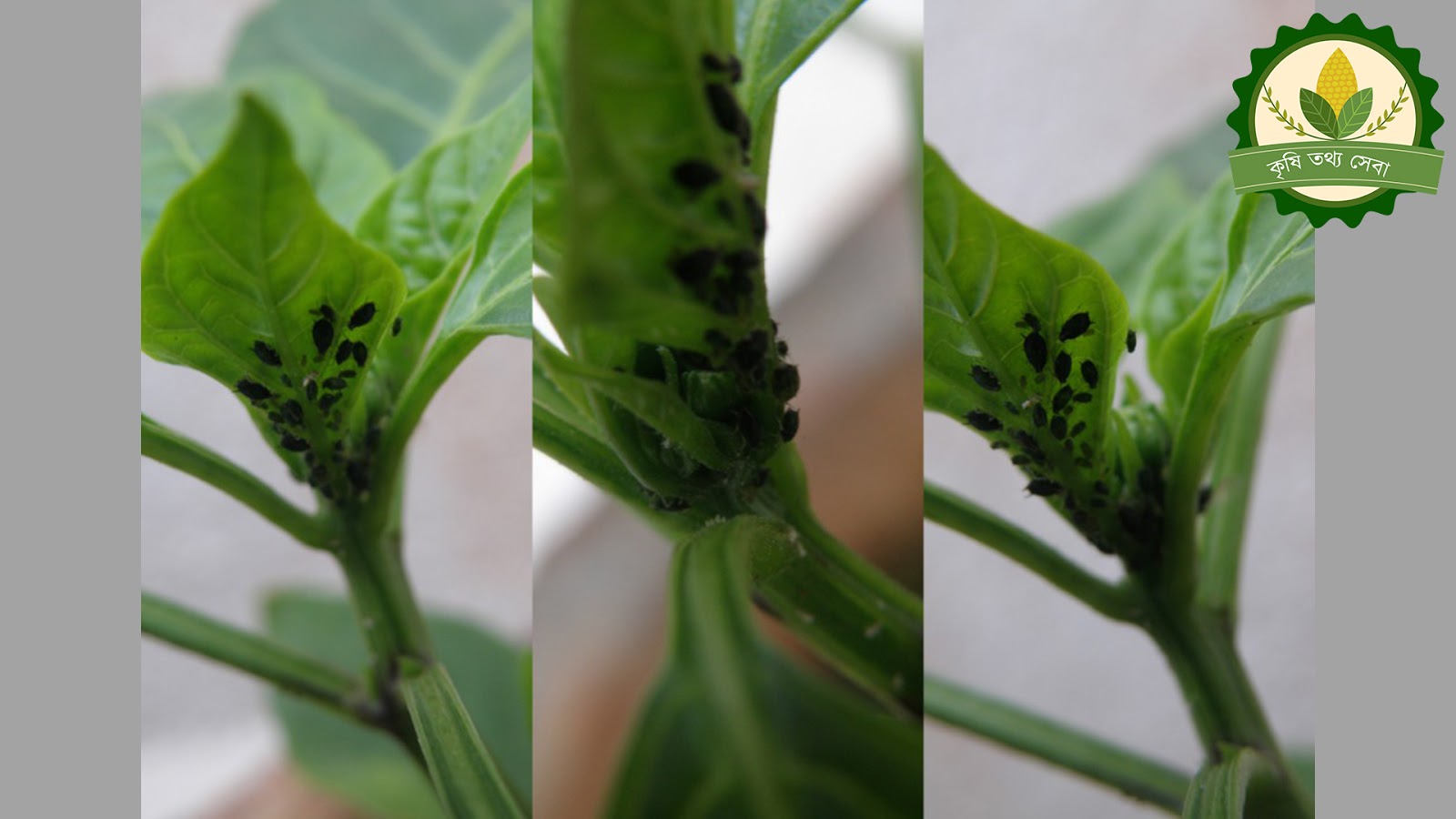 Insect Pests of Chili কৃষি তথ্য সেবা