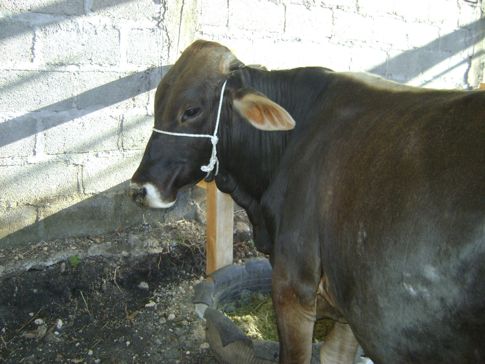 VICTORIA,YORO, HONDURAS. EXPOSICION DE GANADO DE FINCA LA GALERA.