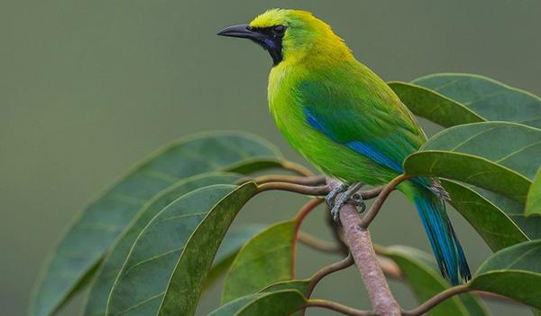Harga burung cucak ijo